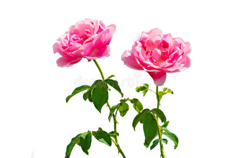 Ramo de rosas rosas rosas sobre un aislante de fondo blanco ramo de rosas rosas rosas sobre un aislado de fondo blanco