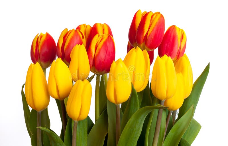 Ramo de tulipanes amarillos y rojos aislados en el fondo blanco fotografía de archivo Ramo de tulipanes amarillos y rojos aislados en el fondo blanco fotografía de archivo