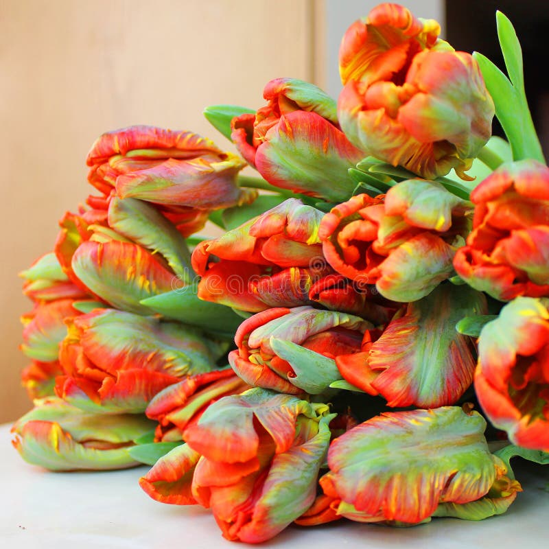 Ramo de tulipanes rojos foto de archivo Ramo de tulipanes rojos foto de archivo