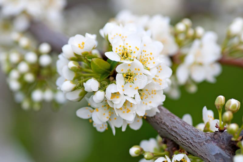 Ramo de uma árvore de florescência com as flores brancas bonitas