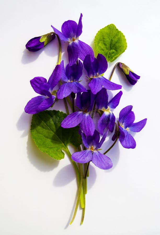 Ramo de violetas aisladas en el fondo blanco