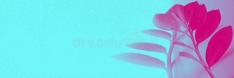 Ramo de zamiokulkas da planta tropical com as folhas pequenas com sombra do lond com luz de néon na parte direita da bandeira hor fotografia de stock Ramo de zamiokulkas da planta tropical com as folhas pequenas com sombra do lond com luz de néon na parte direita da bandeira hor fotografia de stock