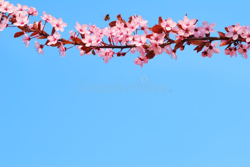 Ramo de cerejeira Sakura com flores fotografia de stock royalty free