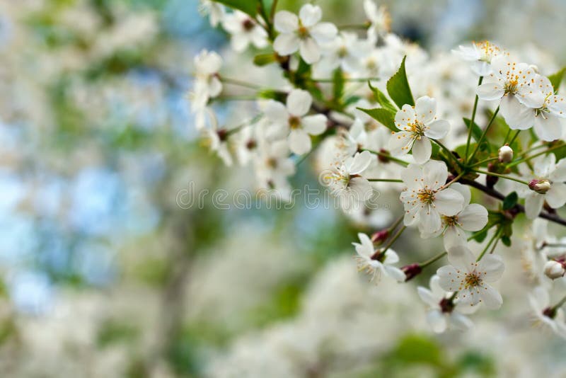 Ramo de árvore da cereja na mola com copyspace imagem de stock Ramo de árvore da cereja na mola com copyspace imagem de stock
