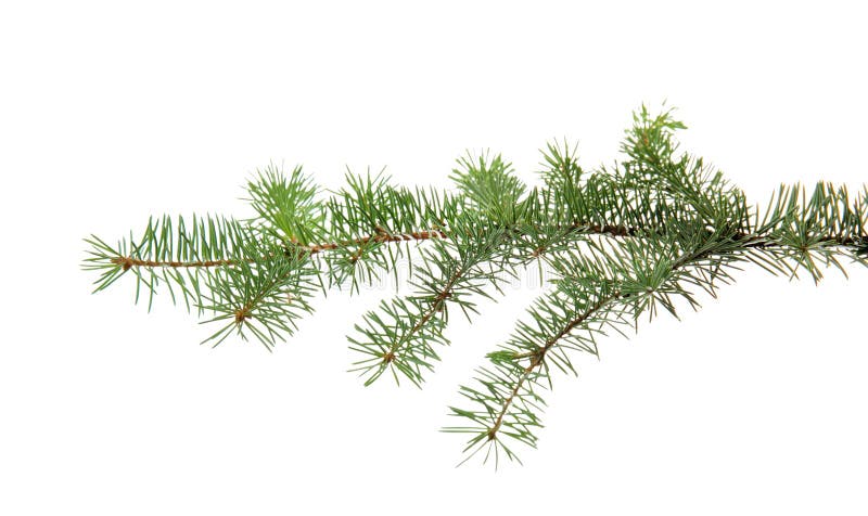 Ramo de árvore de Natal fotos de stock royalty free