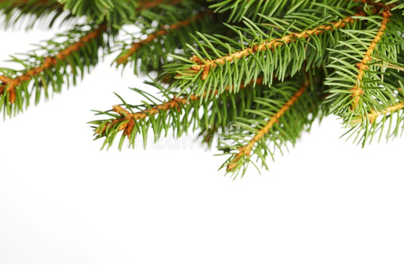 Ramo de árvore de Natal foto de stock