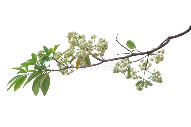 Ramo de árvore isolado sobre fundo branco imagens de stock