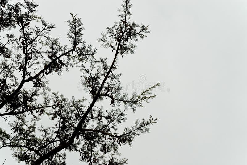 Ramo de árvore retroiluminado imagens de stock