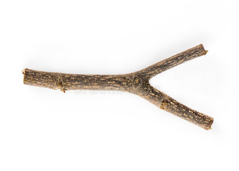 Ramo de árvore seca isolado sobre fundo branco fotos de stock
