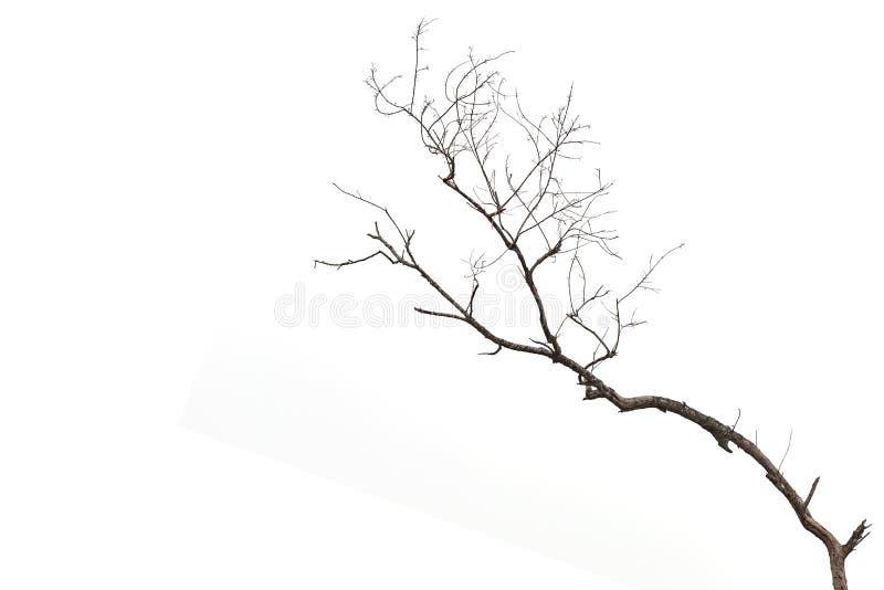 Ramo de árvore sem folha isolado sobre fundo branco imagem de stock