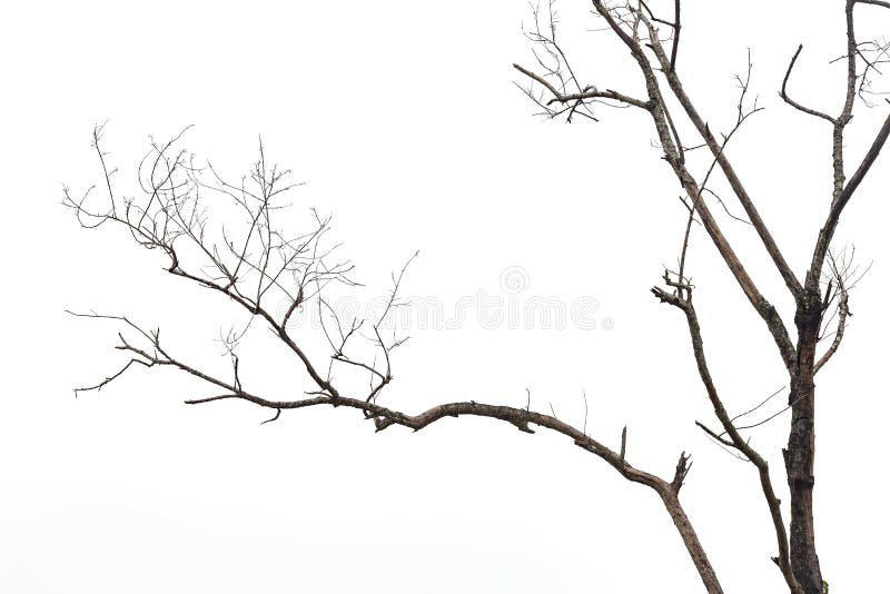 Ramo de árvore sem folha isolado sobre fundo branco imagens de stock royalty free