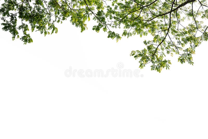 Ramo de árvore verde isolado fotos de stock