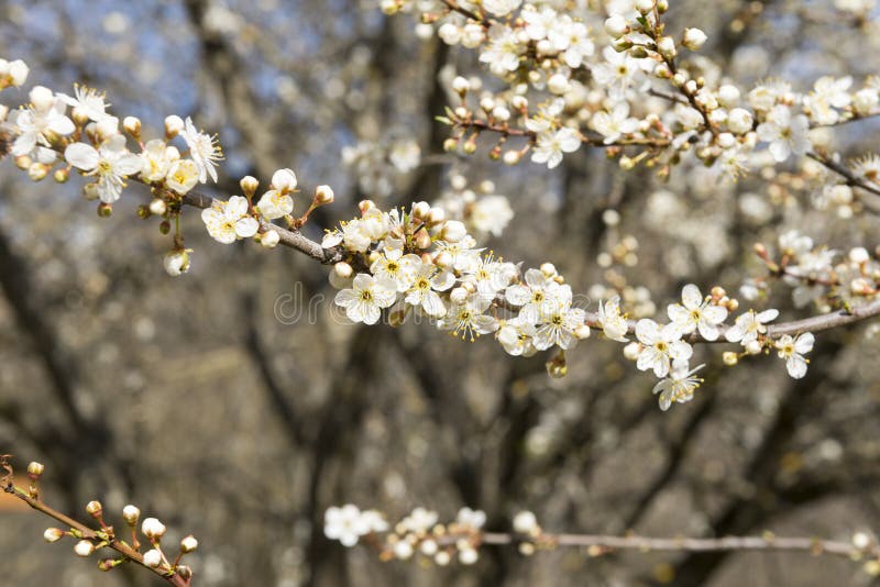 Ramo del fiore di ciliegia, ramo dei fiori di ciliegia, petali bianchi, fiorenti, fioritura, fiori, molla immagine stock libera da diritti Ramo del fiore di ciliegia, ramo dei fiori di ciliegia, petali bianchi, fiorenti, fioritura, fiori, molla immagine stock libera da diritti