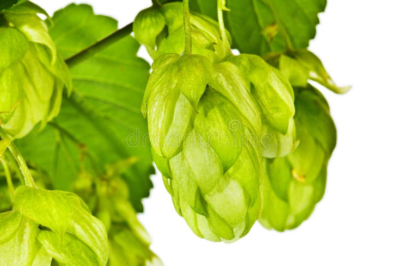 Ramo del luppolo verde fresco immagini stock libere da diritti Ramo del luppolo verde fresco immagini stock libere da diritti