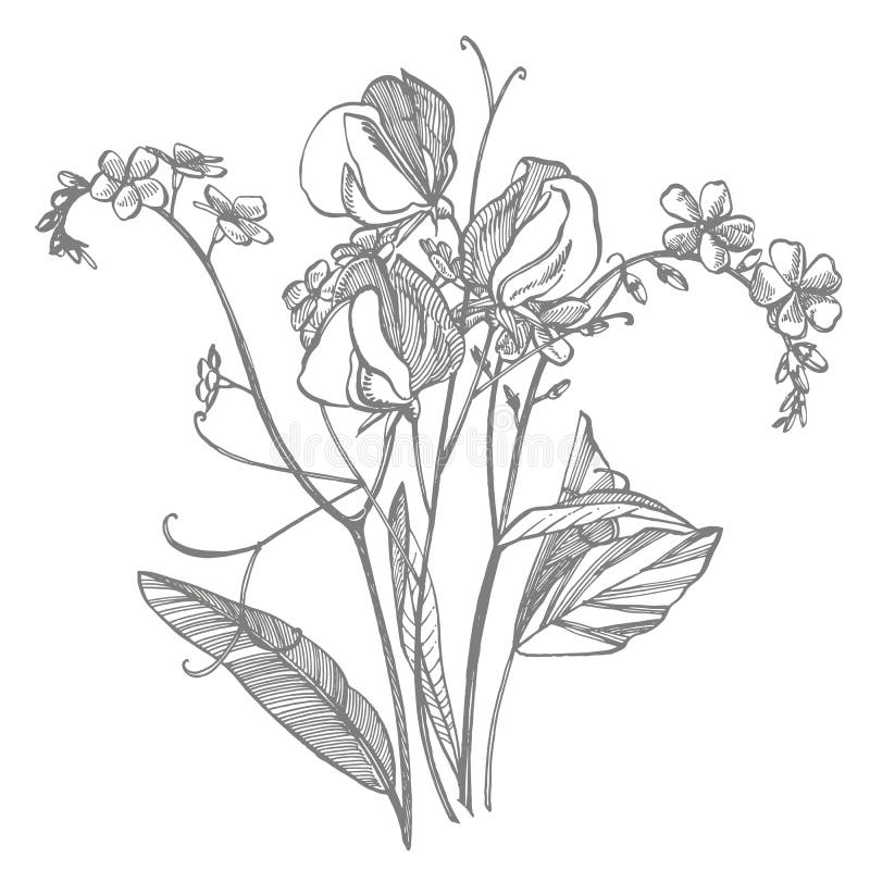 Ramo del nontiscordardime della pianta selvatica e dei piselli dolci Illustrazione incisa annata Mazzo dei fiori disegnati a mano illustrazione di stock Ramo del nontiscordardime della pianta selvatica e dei piselli dolci Illustrazione incisa annata Mazzo dei fiori disegnati a mano illustrazione di stock