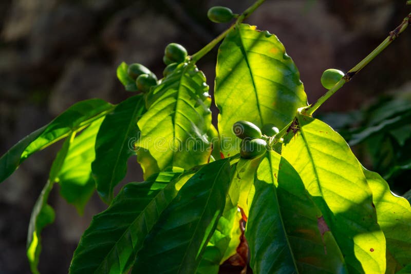 Ramo dell'albero del caffè Arabica sulla piantagione con i chicchi di caffè di maturazione verdi immagini stock Ramo dell'albero del caffè Arabica sulla piantagione con i chicchi di caffè di maturazione verdi immagini stock