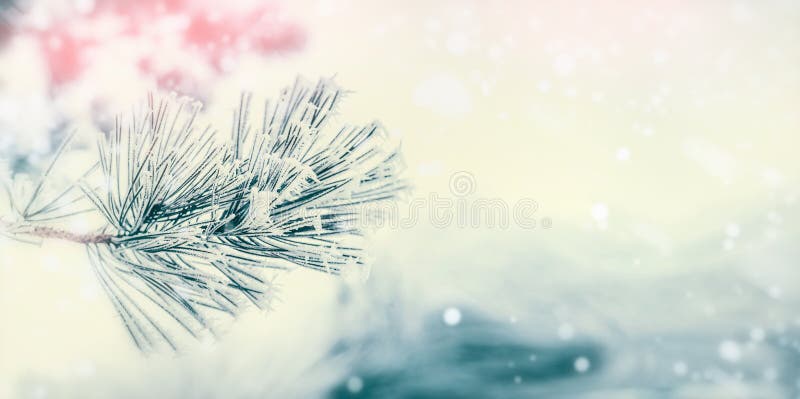 Ramo della conifera: cedro o abete coperto di brina e di neve al fondo di giorno di inverno Inverno
