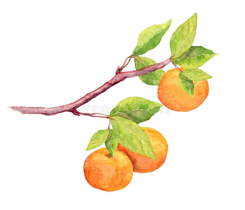 Ramo della frutta dell'arancia della clementina watercolor