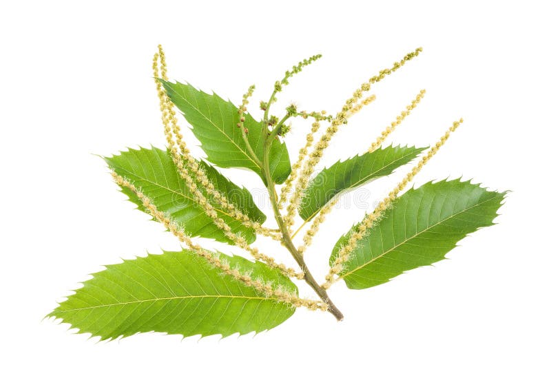 ramo delle castagne fotografia stock libera da diritti ramo delle castagne fotografia stock libera da diritti