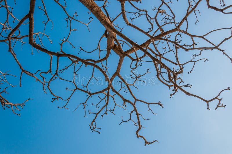 Ramo di albero con cielo blu fotografie stock libere da diritti Ramo di albero con cielo blu fotografie stock libere da diritti