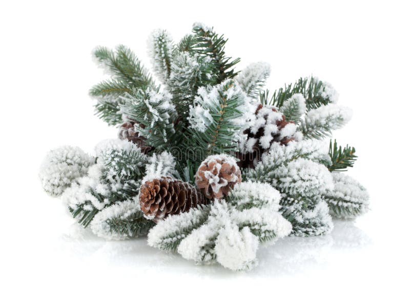 Ramo di albero dell'abete con i coni coperti di neve fotografie stock Ramo di albero dell'abete con i coni coperti di neve fotografie stock
