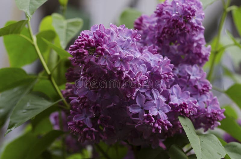ramo di lilla con fiori viola 2 fotografia stock ramo di lilla con fiori viola 2 fotografia stock