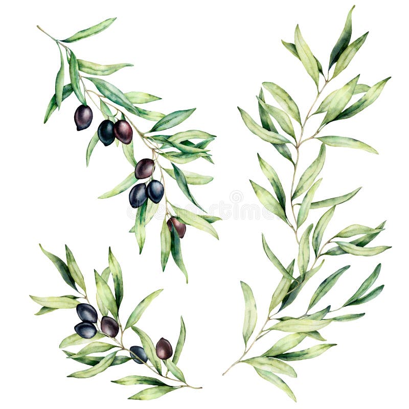 Ramo di olivo dell'acquerello messo con le foglie e le olive nere Illustrazione floreale dipinta a mano isolata su bianco