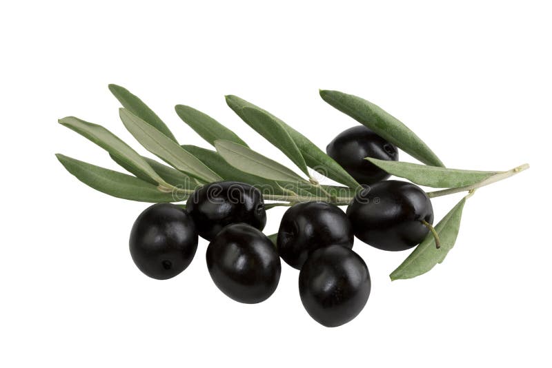 Ramo di ulivo con le olive nere su fondo bianco