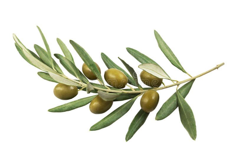 Ramo di ulivo con le olive verdi su un fondo bianco