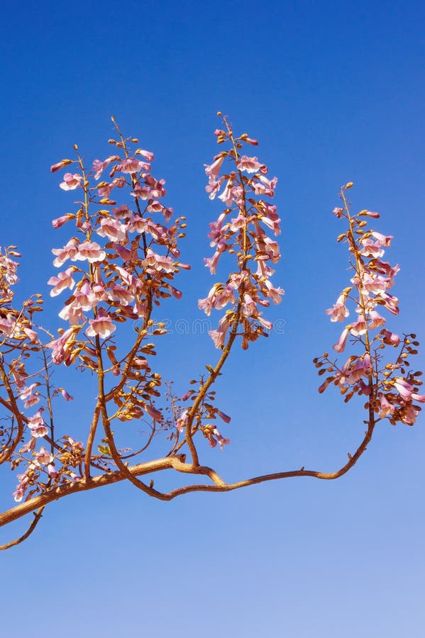 Ramo di un albero di paulownia tomentosa contro cielo blu il giorno soleggiato fotografia stock Ramo di un albero di paulownia tomentosa contro cielo blu il giorno soleggiato fotografia stock
