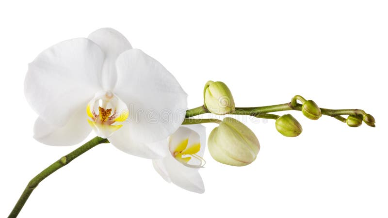 Ramo di un'orchidea bianca di fioritura con un colore giallo in mezzo e parecchi germogli non scoperti fotografia stock libera da diritti Ramo di un'orchidea bianca di fioritura con un colore giallo in mezzo e parecchi germogli non scoperti fotografia stock libera da diritti