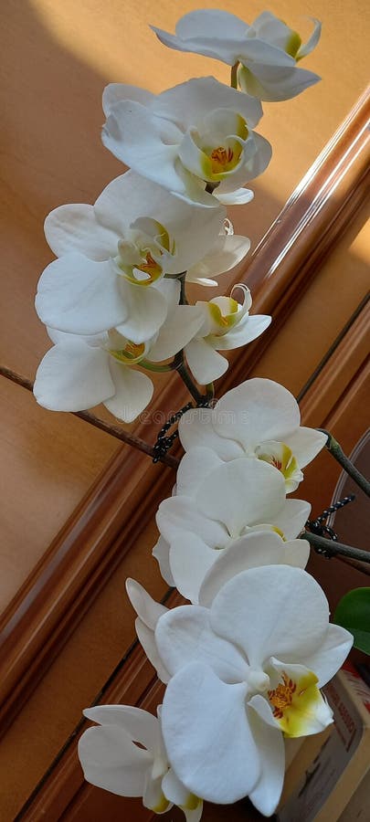 Collana Di Perle Akoya Di Colore Unico, 18"/48 Cm, Champagne - Foto 4