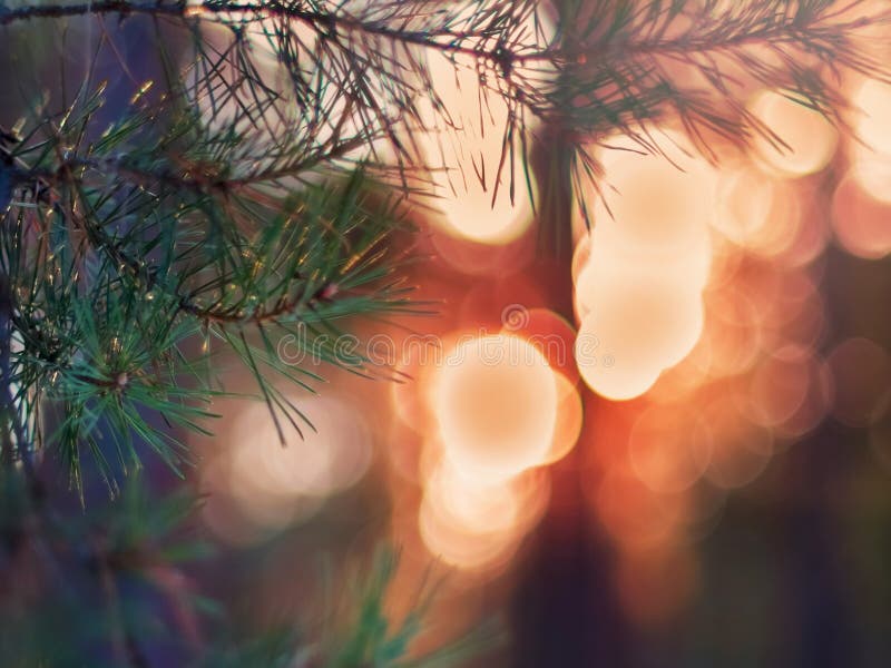 Ramo do abeto do pinheiro nas luzes de Forest Colorful Blurred Warm Christmas do inverno no fundo Decoração, conceito de projeto fotografia de stock Ramo do abeto do pinheiro nas luzes de Forest Colorful Blurred Warm Christmas do inverno no fundo Decoração, conceito de projeto fotografia de stock