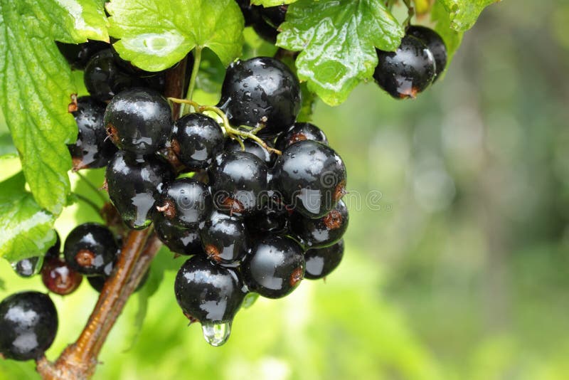 black currant branch with water drops after rain. black currant branch with water drops after rain