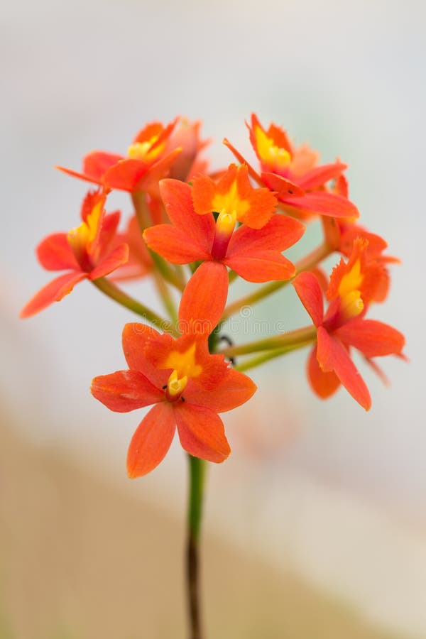 Orquídeas Da Laranja Do Ramo Foto de Stock - Imagem de flor, jardim:  29919506