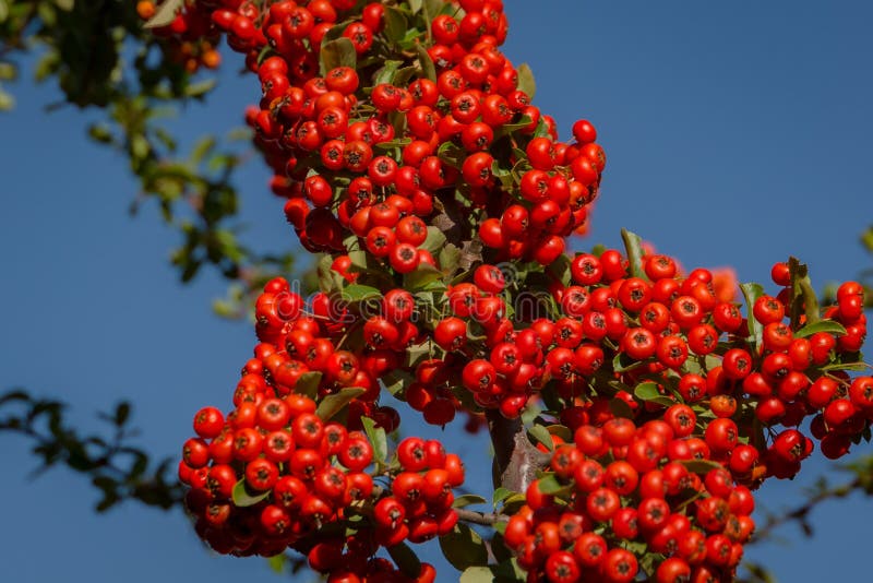 Ramo do pyracantha ou da planta do firethorn com as bagas vermelhas brilhantes contra o céu azul As bagas decoram o arbusto no ou imagens de stock royalty free Ramo do pyracantha ou da planta do firethorn com as bagas vermelhas brilhantes contra o céu azul As bagas decoram o arbusto no ou imagens de stock royalty free