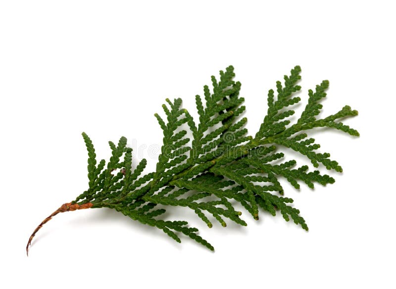 Ramo do thuja isolado no fundo branco fotografia de stock royalty free Ramo do thuja isolado no fundo branco fotografia de stock royalty free