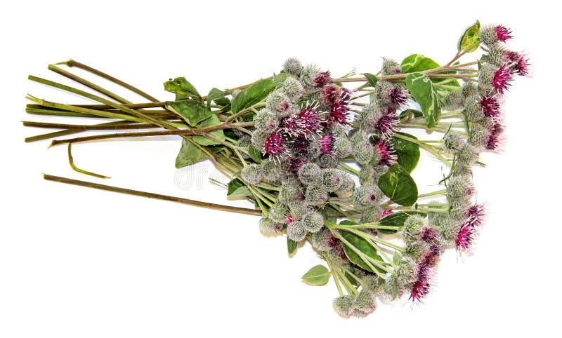 Ramo espinoso floreciente del cardo de las flores rosadas en blanco fotografía de archivo libre de regalías Ramo espinoso floreciente del cardo de las flores rosadas en blanco fotografía de archivo libre de regalías