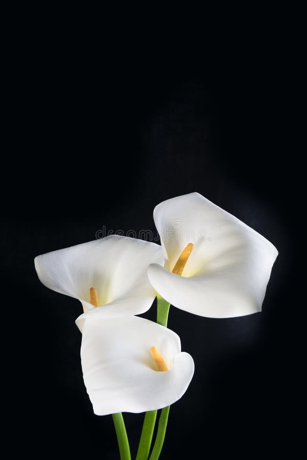 Un Ramo De Calas Blancas En Una Orientación Horizontal Del Fondo Negro Imagen de archivo - Imagen de concepto, flor: 147365879 Un Ramo De Calas Blancas En Una Orientación Horizontal Del Fondo Negro Imagen de archivo - Imagen de concepto, flor: 147365879