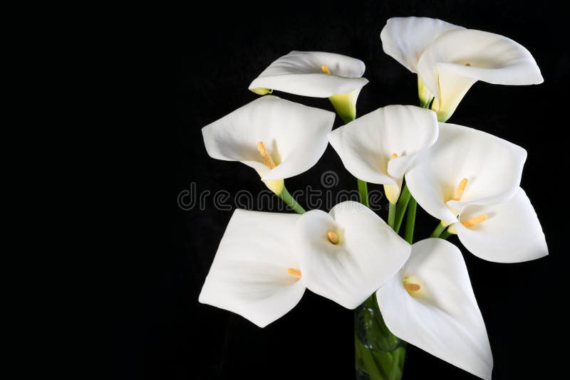 Un Ramo De Calas Blancas En Una Orientación Horizontal Del Fondo Negro  Imagen de archivo - Imagen de concepto, flor: 147365879