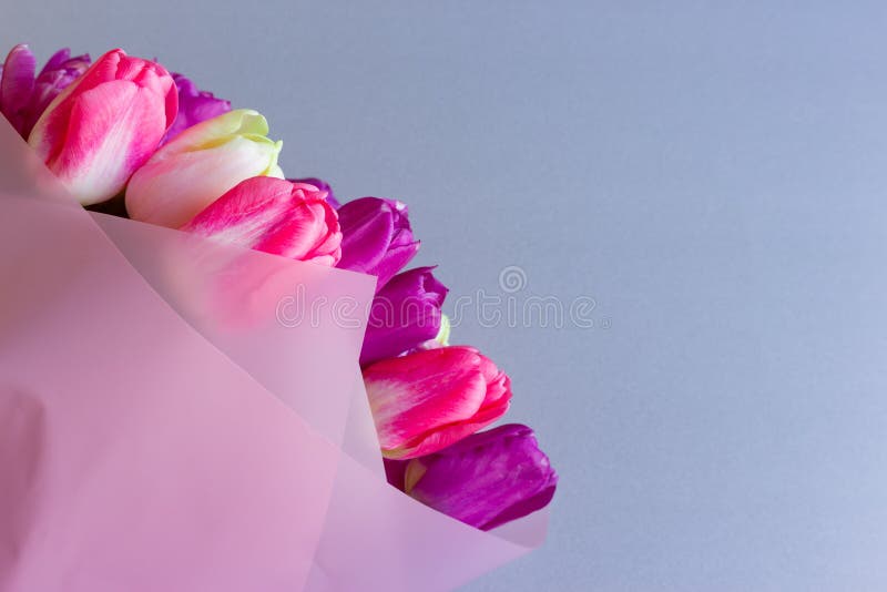 Ramo hermoso de flores púrpuras rosadas coloridas frescas de los tulipanes en fondo neutral gris con el copyspace fotografía de archivo libre de regalías Ramo hermoso de flores púrpuras rosadas coloridas frescas de los tulipanes en fondo neutral gris con el copyspace fotografía de archivo libre de regalías