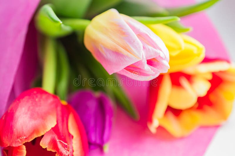 Ramo hermoso de la primavera de tulipanes multicolores Ci?rrese para arriba, foco suave fotografía de archivo libre de regalías Ramo hermoso de la primavera de tulipanes multicolores Ci?rrese para arriba, foco suave fotografía de archivo libre de regalías