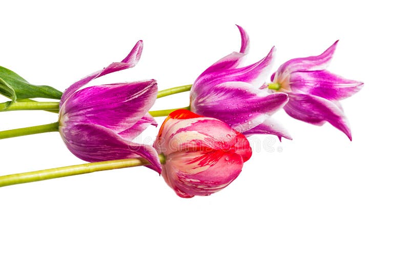Ramo hermoso de tulipanes púrpuras y rojos aislados imágenes de archivo libres de regalías Ramo hermoso de tulipanes púrpuras y rojos aislados imágenes de archivo libres de regalías