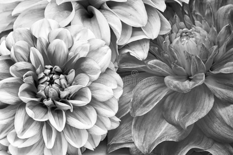 Ramo monocromático de flores de la dalia fotos de archivo libres de regalías Ramo monocromático de flores de la dalia fotos de archivo libres de regalías