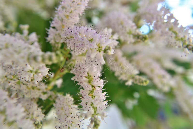 Ramo pieno di fiori bianchi di commiphora myrrha fotografia stock libera da diritti
