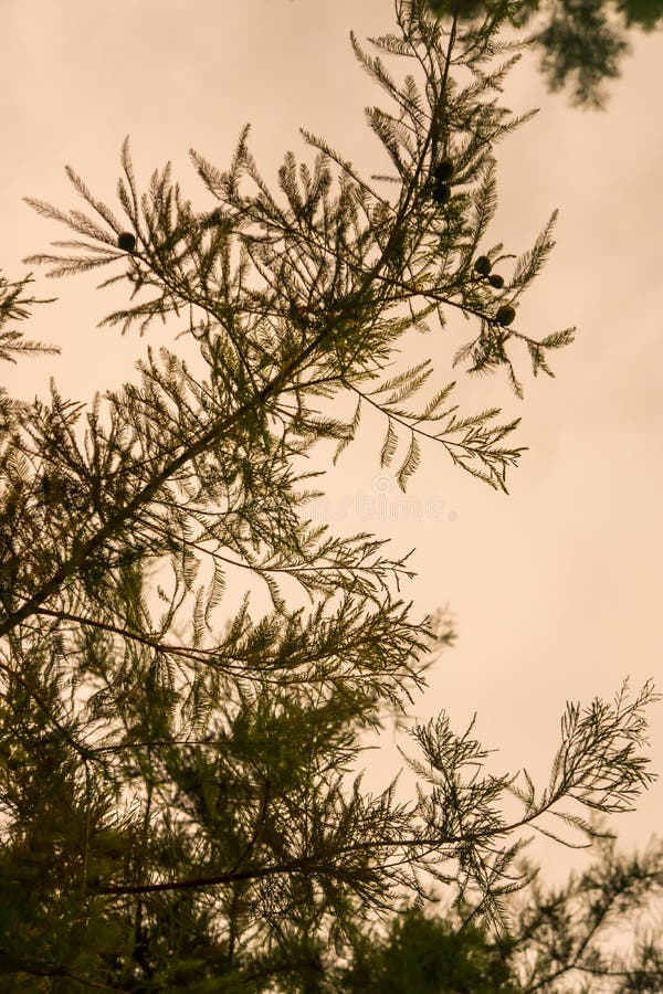 Ramo profilato all'aperto del gambo di struttura dell'ago del pino con il fondo giallo del cielo fotografia stock Ramo profilato all'aperto del gambo di struttura dell'ago del pino con il fondo giallo del cielo fotografia stock