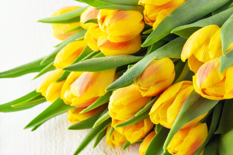 Ramo rojo amarillo de los tulipanes de la flor de la primavera foto de archivo libre de regalías Ramo rojo amarillo de los tulipanes de la flor de la primavera foto de archivo libre de regalías