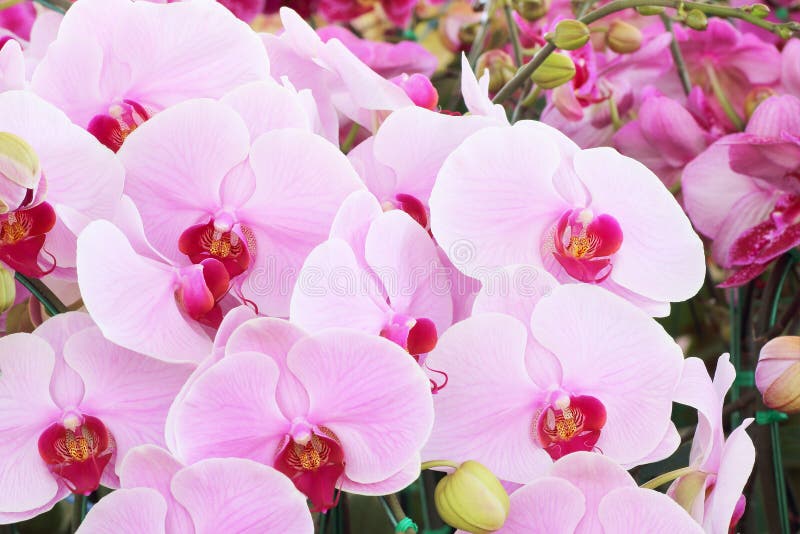 Ramo rosado de la orquídea de orquídeas de las flores imágenes de archivo libres de regalías Ramo rosado de la orquídea de orquídeas de las flores imágenes de archivo libres de regalías