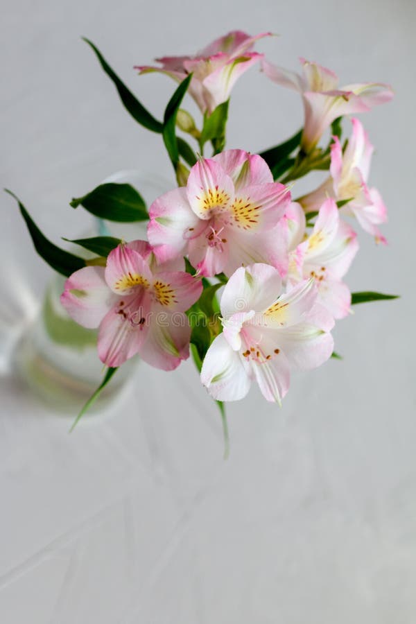 Ramo rosado de las flores del Alstroemeria con el espacio para el texto, plantilla para la postal foto de archivo libre de regalías Ramo rosado de las flores del Alstroemeria con el espacio para el texto, plantilla para la postal foto de archivo libre de regalías