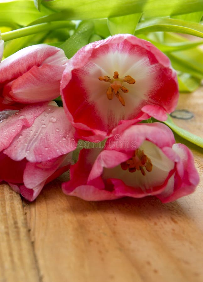 Ramo rosado del tulipán imágenes de archivo libres de regalías Ramo rosado del tulipán imágenes de archivo libres de regalías